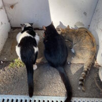 Katzen
