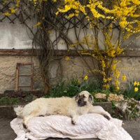 Hund